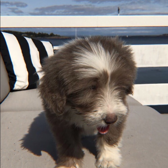 Meet your Posher, Isabelle - Picture 1 of 1